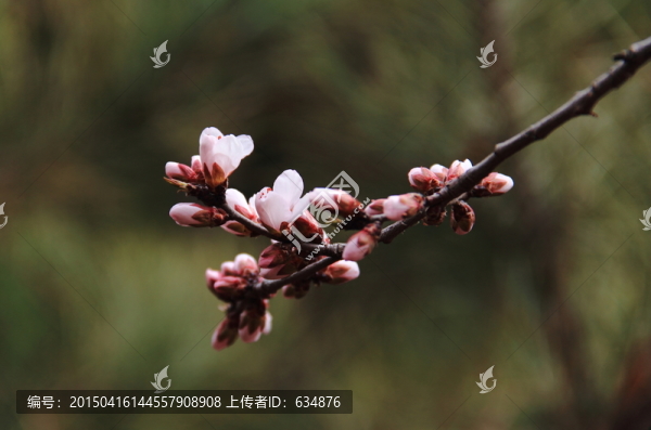 桃花盛開