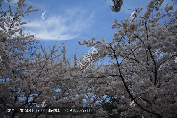 櫻花圖片