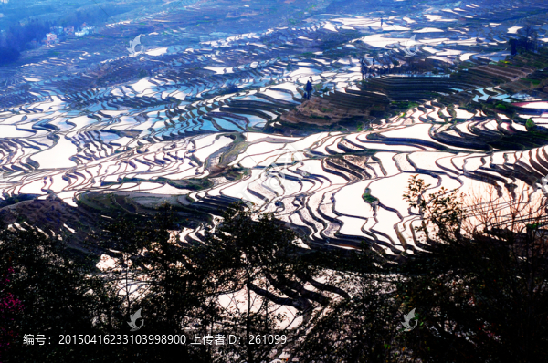元陽梯田（高清）