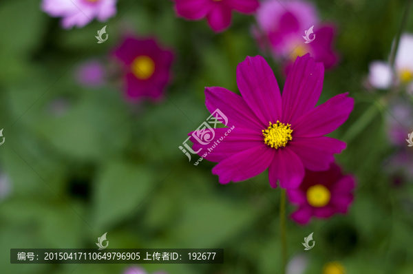 格?；? title=