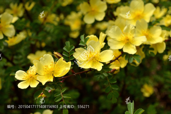 黃度梅