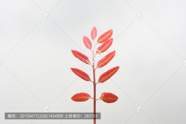 紅葉