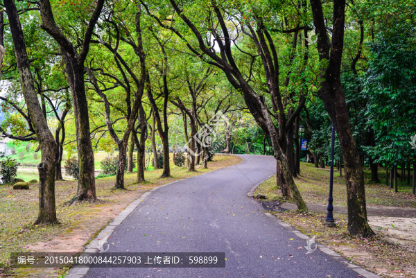 林中公路