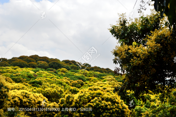 荔枝園