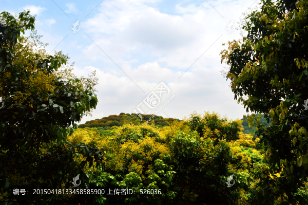荔枝園