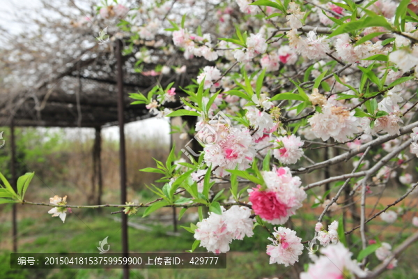 桃花