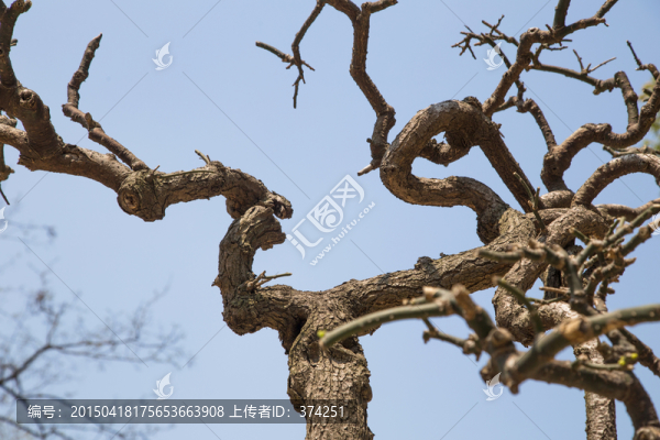 樹枝