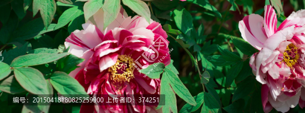 牡丹