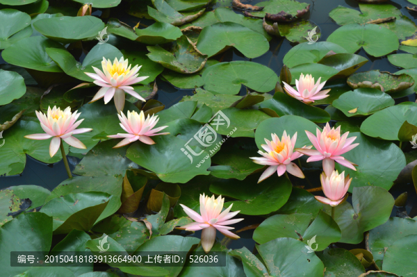 睡蓮