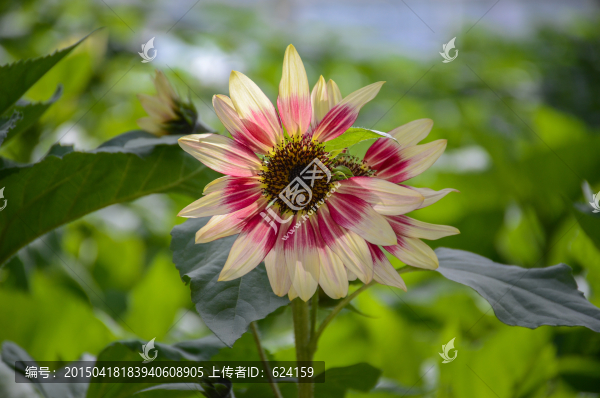 向日葵
