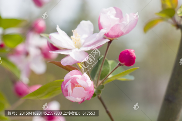 海棠花,花卉