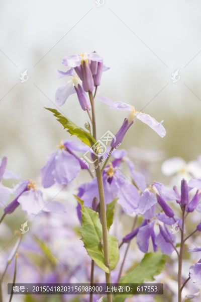 二月蘭,花卉