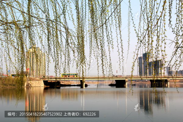 湖畔毛垂柳
