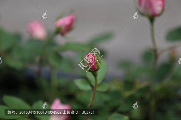 玫瑰花