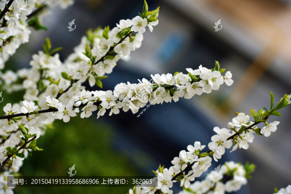 春花