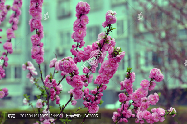 榆葉梅