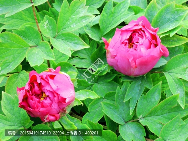花蕾初綻
