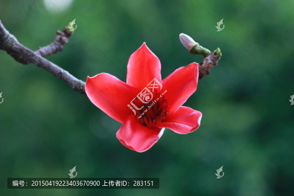 英雄花