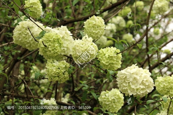 繡球花
