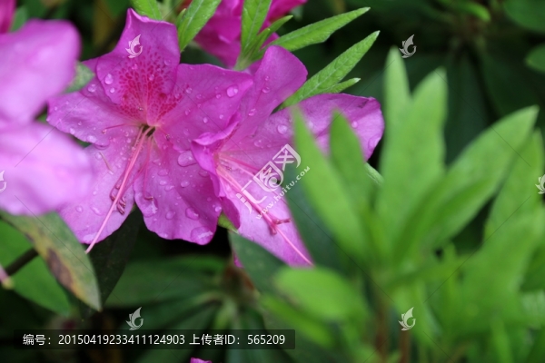 杜鵑花