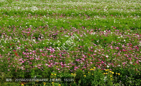 花海
