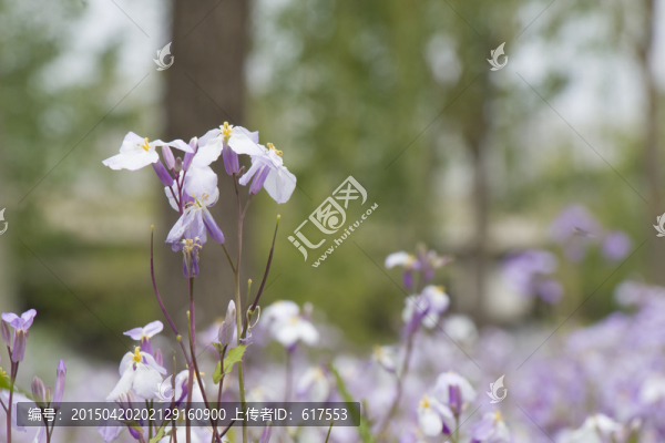 二月蘭花開