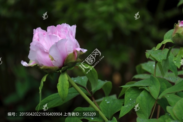 牡丹
