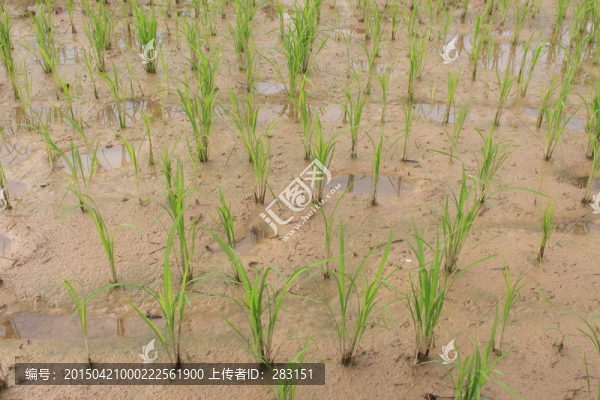 種植水稻