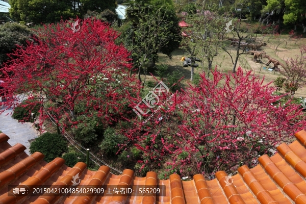 牡丹園風(fēng)景