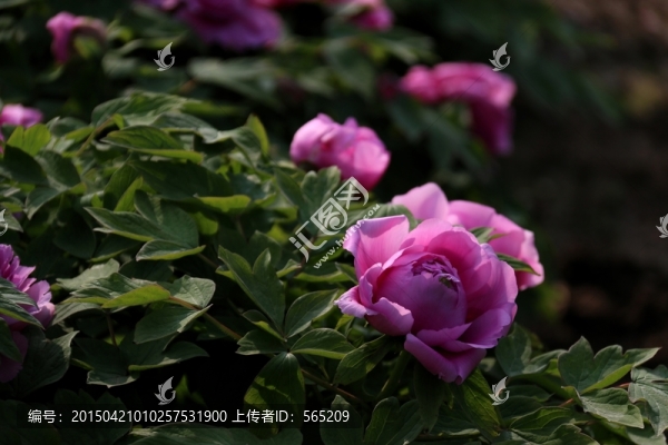 牡丹
