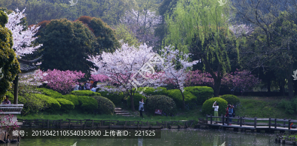 無錫黿頭渚櫻花