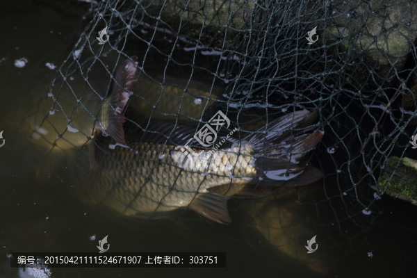魚