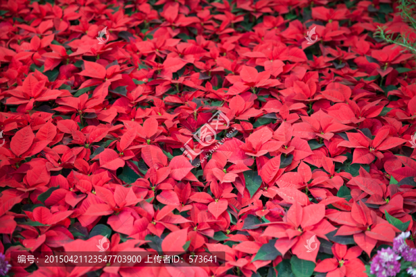 一品紅