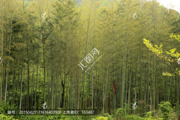 竹林
