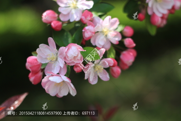 海棠花