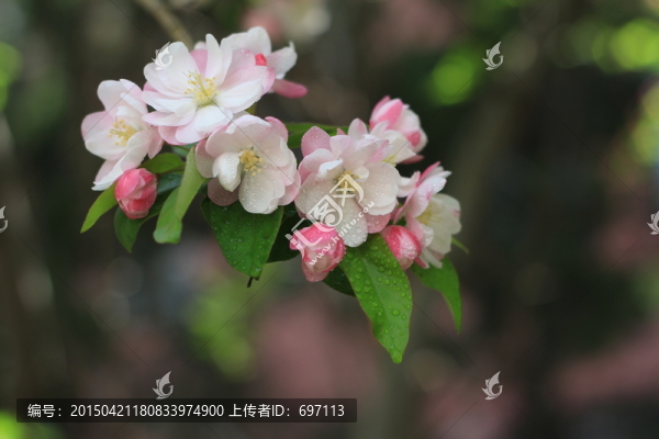 海棠花