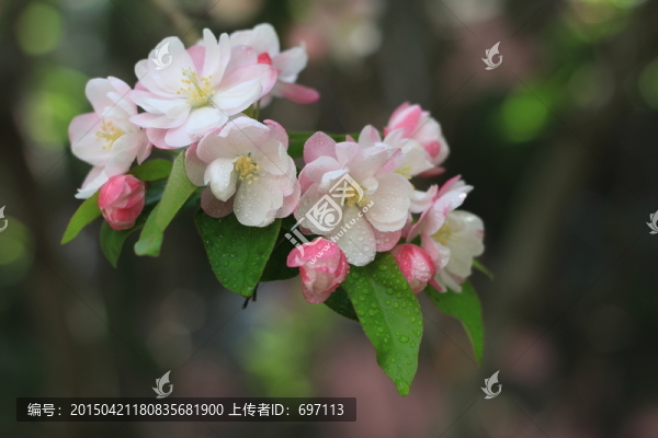 海棠花