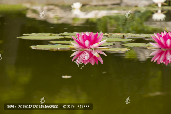 荷花,蓮花