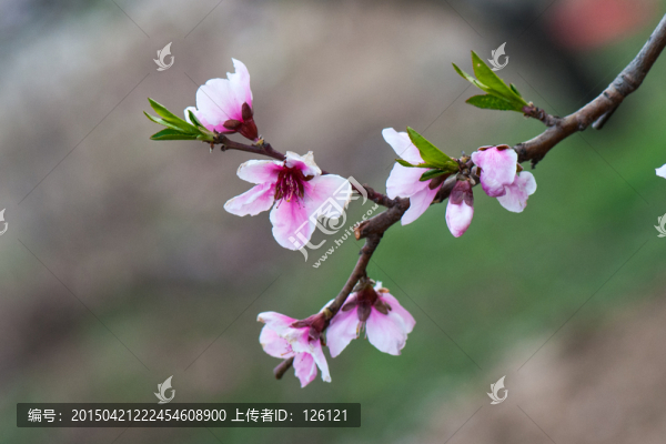 桃花