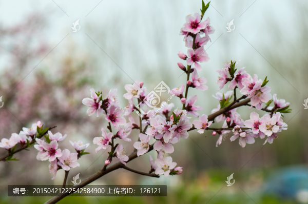 桃花