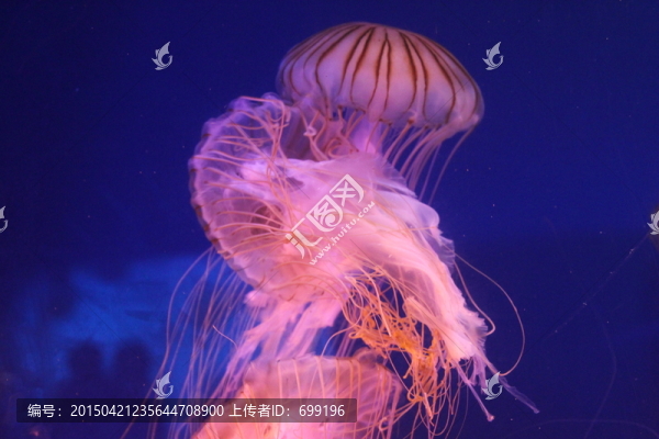 水母