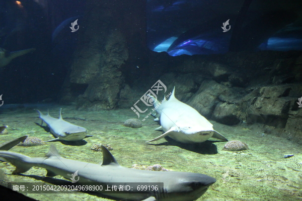 鯊魚