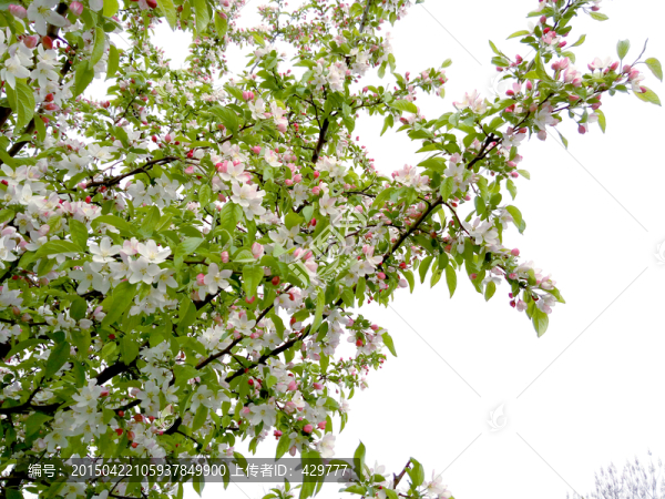 蘋果花