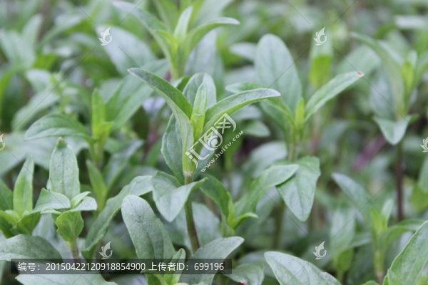 植物園