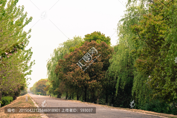 公園走道