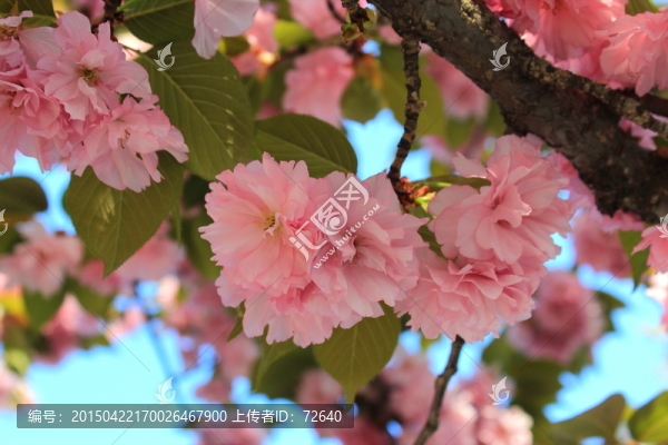 櫻花盛開
