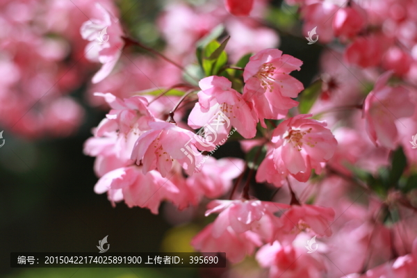 海棠花