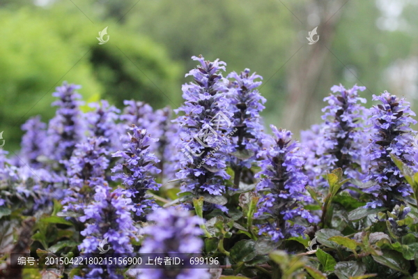 植物園
