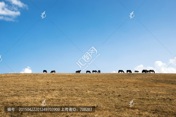 草原風光