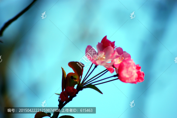 櫻花
